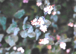 creeping snowberry